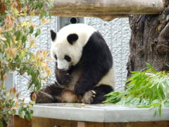 満開の王子動物園