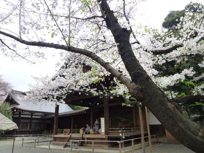 4月9日。<br />東京の桜めぐり。<br />あいにくの天気でしたが、しっとりと濡れた桜が美しく、雅な風情。<br /><br />北の丸公園から靖国神社へ。<br />靖国神社は桜が満開。<br />厳かな雰囲気と桜。<br />美しかったでした。