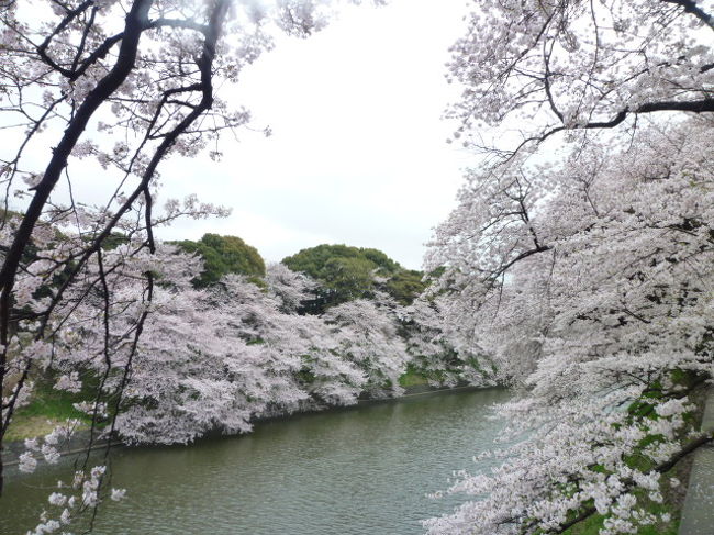 東京の桜めぐり♪　Ｖｏｌ２　絶景！千鳥ヶ淵の満開桜♪