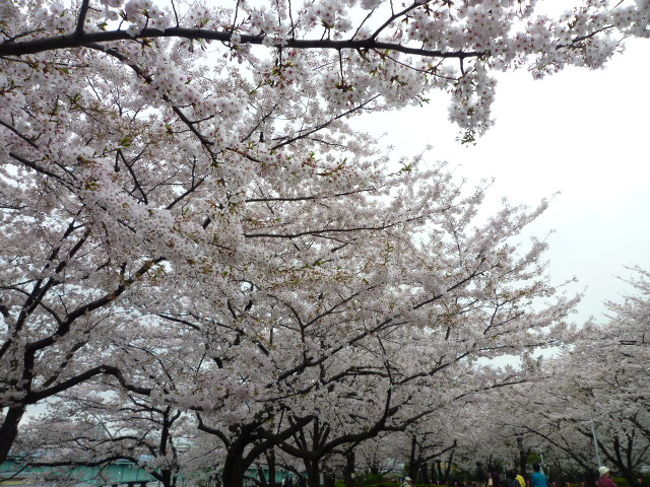 東京の桜めぐり♪　Ｖｏｌ４　隅田川と桜♪
