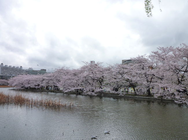 4月9日。<br />東京の桜めぐり。<br />あいにくの天気でしたが、しっとりと濡れた桜が美しく、雅な風情。<br /><br />隅田川から上野へ。<br />上野公園には有名な桜並木があり、千鳥ヶ淵と同じ絶頂の満開。<br />満開の桜の下で賑やかに宴会が繰り広げられている。<br />美しい桜と宴会、今年も同じような光景に安堵。<br />中でも外国人が原発事故という状況下で宴会をしている姿に感涙。<br /><br />上野公園から不忍池へ。<br />池に沿った桜並木がとても美しい。<br />水鳥が花びらいっぱいの水面を滑る姿に、ほほ笑む。<br />ユリカモメが愛嬌をふりまく。<br /><br />東京の桜めぐり、これで終わり。<br />どこを見ても、桜は美しく、勇気づけられました。<br /><br />その後、お花見の余韻のなか、新宿のオイスターバーで楽しくディナー。<br />美味しいワインとグルメと一緒に見てきた桜名所について語らって。<br />楽しい一日でした。