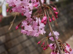 2011小手指の枝垂桜と春の花 その2　Shidarezakura in Kotesashi
