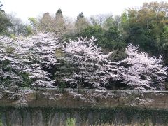 【宮の杜公園の桜】　2011年　この春を忘れない　