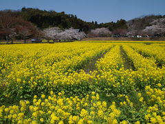 京田辺の国宝観音像、桜そして菜の花