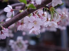 目黒川　お花見散歩とさちごんと会食　