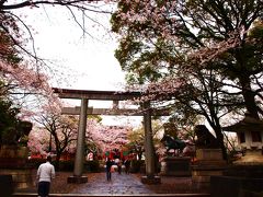 桜の富士宮・静岡/白糸の滝と本宮浅間神社と登呂遺跡
