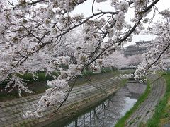 早朝ウォーキングで観桜・・・＜その1＞　中落堀川畔から香取公園まで