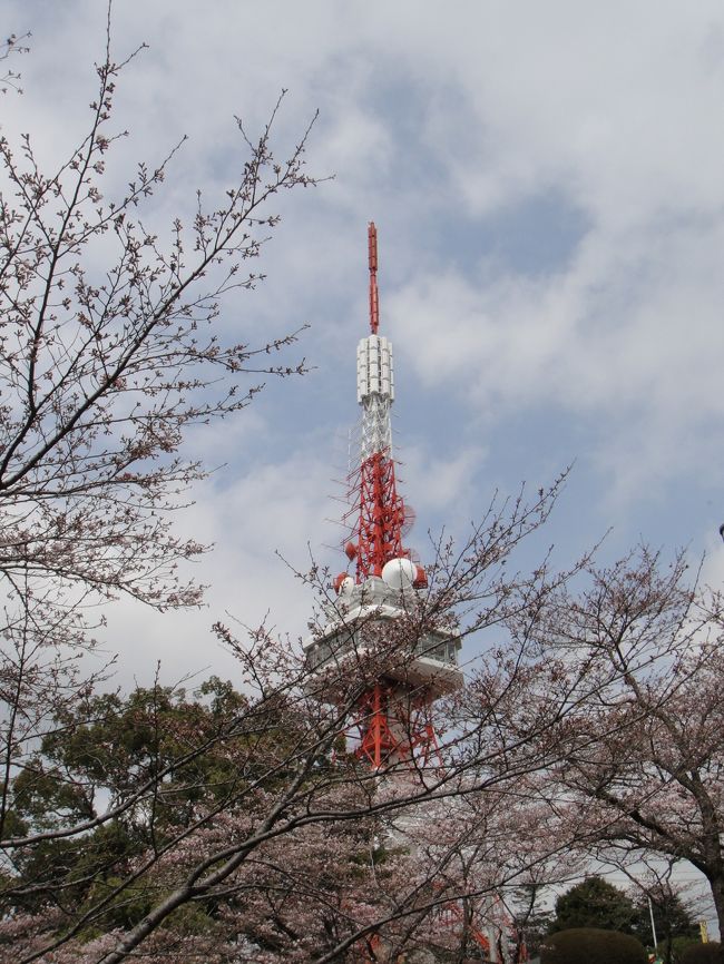 毎年恒例の花見という名目での露天めぐりです！<br />震災の影響（当方もそれなりに受けておりますが）で自粛ムードが強いですが、そんな時だからこそ小さな幸せや癒しが必要ではないかと思い、今年も足を運びました。<br />実際は満開とは言えませんが、それなりに楽しめました。<br />私の実家は東北ですので満開になるのは4月の下旬だなあと思いながら観ていました。<br />一人でも多くの皆様が桜を楽しめる時がくればと思いました。<br /><br />来週は家の周りも満開になりそうですね。<br />