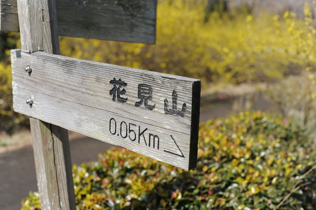 桜の開花宣言直前の日曜日に花見山へ行ってきた。<br />今年は、クルマの通行規制やシャトルバスの運行は中止され、大型観光バスの乗り入れもないようだ。<br /><br />そのため、まだ花見山が全国的に有名になる20年ほど前の場所までクルマを進入させることができて驚いた。<br /><br />駐車場に止めてあるクルマのナンバーは圧倒的にローカルナンバーが多い。<br /><br />また避難者たちなのだろう。今年はいわきナンバーが散見された。<br />去年の花見山は32万人が訪れたが、今年は静かな散策を楽しめそうである。<br />