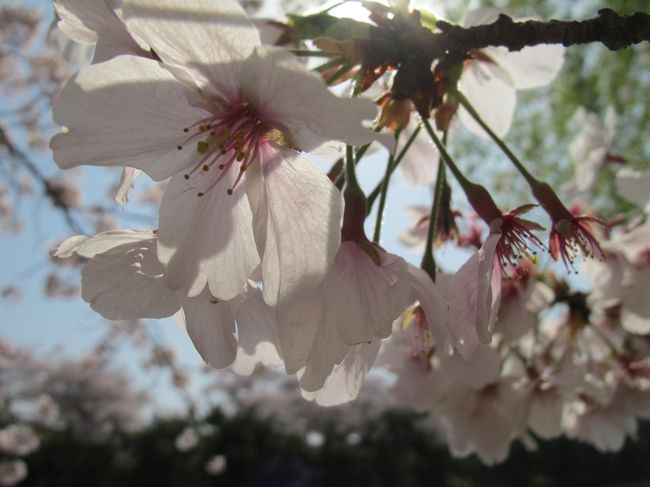 大濠公園の桜<br />東京は自粛らしいですが、福岡は元気です。