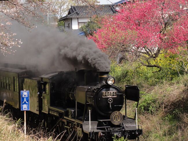 桜満開、天気も最高、よし久しぶりにＳＬ人吉号とお花見に人吉に行ってみよう