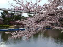 千葉市ぐるり旅【12】～千葉都市モノレール＆満開に咲く桜～千葉公園(お花見2011)