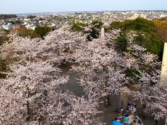 市原/木更津ぐるり旅【2】～きみさらずタワーから見る桜～太田山公園