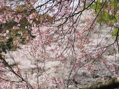 満開の桜は人も満員の新宿御苑で！