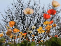 【大阪桜2011】 桜とポピーとチューリップと・・・　「万博記念公園」