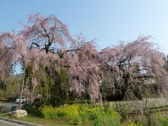 よくばりなお花見ドライブ≪３－１≫～広島市佐伯区・神原のしだれ桜～