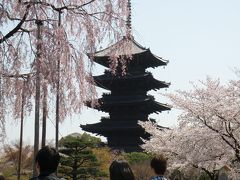 2011.4.10　　ソメイヨシノが満開の京都