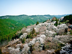 2011桜 in 吉野山