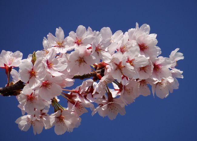 宮川堤の桜の花は満開でした。