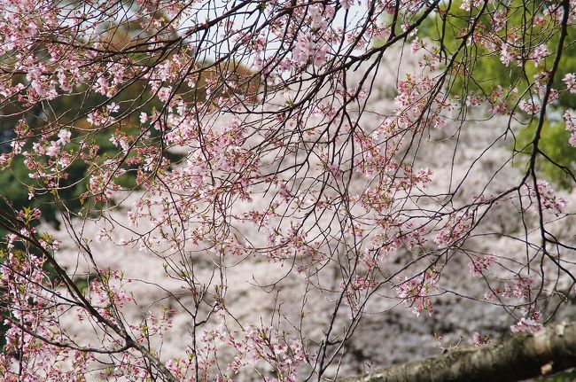 今年の桜は例年よりも遅かったけれど、一気に暖かくなり、花びらも一斉に咲き誇りました。<br />昨日はあいにくの雨..そして憂鬱な出勤だったので、東京で見る今年の桜は今日が最後だろうな・と満開の桜を見に午後から新宿御苑を訪れました。