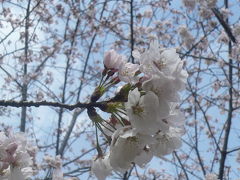 ◇　桜大満開（焼津～藤枝の桜満開・・・そして藤枝の金毘羅さんの桜も大満開！　◇