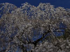 京都御所の一般公開と府立植物園へ