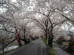 ２０１１・４・温泉でほっこり＆花見三昧旅行INあわら温泉美松・前編