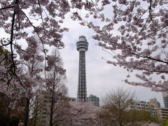 横浜のお花見：山下公園～山手