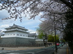 ○　静岡駿府公園でプチ花見　○