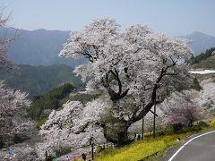 吾川のひょうたん桜