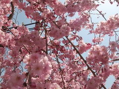 耶馬渓「青の洞門」と「羅漢寺」の中間にある・【耶馬トピア】の春の名物　満開のしだれ桜＾＾