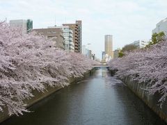 ２０１１年４月お花見ドライブ　東京・目黒川のさくら