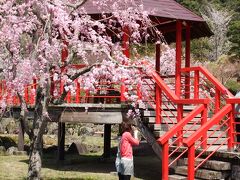 耶馬溪の桜をもう少しおいかけて　耶馬渓ダム記念公園で桜～桜～♪