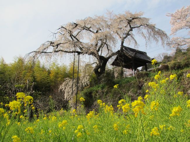 この日は全国的に晴天で、冬の間十分遊ばせてあげられなかった子どもと外に出ようかということになりました。まだ近江の地は桜が十分に咲いていなく、妻の希望は桜並木で、それならちょっとで行ける桜並木に行こうという事になりました。<br />京都はけっこう咲いているが、インクラインは子どもがいて出だしが遅いと花見ならぬ人見になってしまいそうで、穴場の山科疎水＋勧修寺にするか、京滋バイパス経由の八幡市の背割堤＋井手町の地蔵禅院で行くかの選択になりましたが、子どもを歩かせやすそうな後者にしました。玉川堤もあわせて、麗らかな春の陽気を十分感じることができました。