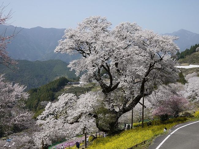 吾川のひょうたん桜 いの町 土佐町 高知県 の旅行記 ブログ By さみーさん フォートラベル 吾川のひょうたん桜 いの町 土佐町 高知県 の旅行記 ブログ By さみーさん フォートラベル
