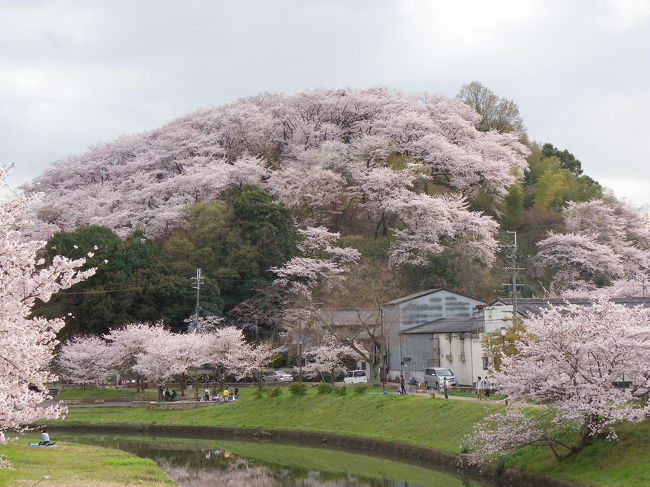 早春に寒い日が続いた2011年。<br />桜の開花時期も約一週間後ろにズレました。<br />ということで、満開時期を迎えた４月の第二土曜日...<br />午前中は雨模様でしたが午後になって晴間が見えてきたので、奈良県斑鳩町にある三室山（県立竜田公園）まで花見に出かけました。