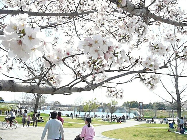 4月5日に一人で来た時の桜は5分咲きぐらい<br /><br />だったのですが、5日後の日曜日には満開になって<br /><br />いました♪<br /><br />お天気も良かったので長男一家と一緒に<br /><br />深北緑地公園へお花見に行って来ました。<br /><br />