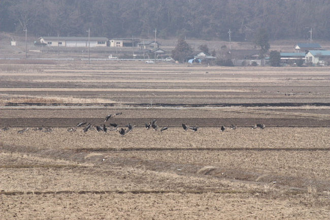 久しぶりに江戸崎のオオヒシクイを見に行ってきました。<br /><br />表紙写真は、江戸崎の稲波干拓地と天然記念物オオヒシクイの群。<br /><br />※ 2016.09.30 位置情報登録<br />