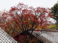 ２０１１　春　林芙美子記念館　草花