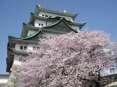 近くに行きたい♪　｢地元愛知の桜の名所を訪ねよう（*^_^*）　～Vol.１　名古屋城～｣