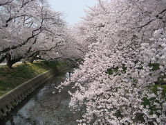 近くに行きたい♪　｢地元愛知の桜の名所を訪ねよう（*^_^*）　～Ｖｏｌ.３　岩倉市五条川～｣
