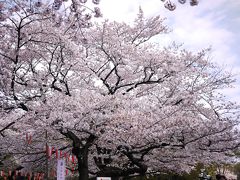 レンブラント展と上野公園の桜