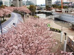 2011横浜・桜