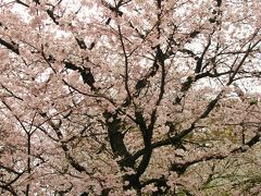 東京の桜a 靖国神社=鎮魂のさくら=静観　☆花見の宴はご遠慮を