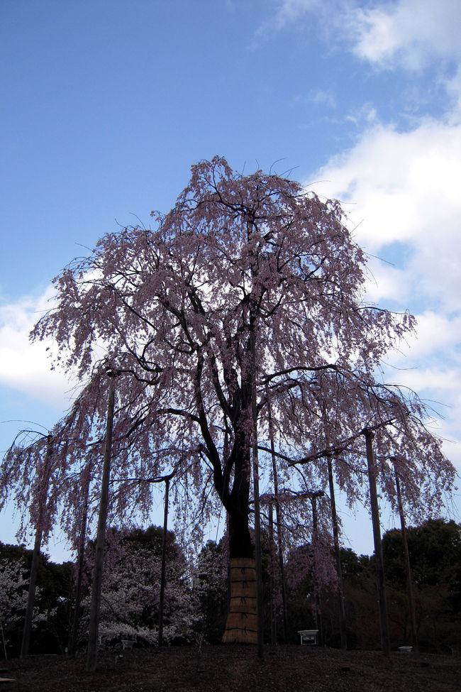 3月後半から4月に入っても朝晩の冷え込みが厳しかった今年の春先−<br /><br />京都の桜も、4月第2週に入って、やっと満開の桜の姿がチラホラと−<br /><br />大震災で困惑する今、東寺の立派な枝垂桜が盛岡生まれの桜だと知ったとき、ぜひ見に行きたいな〜と思っていたのだけれど、週末の土曜日のお天気は怪しそう。<br />でも、金曜日から降っていた雨も午後になって止み、何とか青空も覗いてきたのでまたまたお一人様の花見にGO♪<br /><br />満開の東寺の桜、堂内に納められている多数の仏様のご様子。。。<br />大震災に揺れる日本において、本当に心癒されるひと時でした。<br />震災に遭われた皆様にも、早く心癒されるひと時が訪れますように心よりお祈りいたしております。<br /><br /><br />夕食は、お仕事帰りの旦那様と一緒に本格的インドカレーを・・・<br />少し前に「GOSPEL」でカレーを食べた旦那様がカレーの美味しさに目覚め、インドのカレーを食べてみたいと言い出した（笑）<br />辛いのが苦手だったはずが、辛いだけでなく旨みや甘みもあるインド料理の美味しさに感動したようで、今後このような料理を食べに行く機会が増えるかも。<br /><br /><br /><br />東寺、教王護国寺　　http://www.toji.or.jp/<br />タージマハルエベレスト　　http://r.tabelog.com/kyoto/A2604/A260401/26006962/