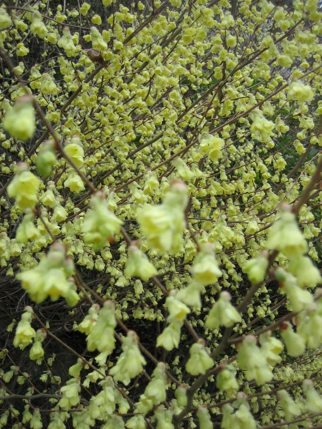 山梨県から「雁坂トンネル」を抜けると埼玉県だった。<br />出たときは、濃霧。一瞬怖かったくらいです。天気が悪いから仕方ないですが、思わず箱根の十国峠の霧を思い出しました。<br /><br />この花はレンギョ？ですか？<br />大滝村を抜け、道の駅を探して走っていたら、秩父さくら湖（浦山ダム）の八分咲きの桜に見とれて山を登って行きました。清雲寺のしだれ桜もみごとでしたが、なぜか私はこの黄色の花に魅せられました。