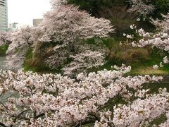 東京の桜ｂ  千鳥ヶ淵緑道=行楽のさくら=慰労　☆お堀の水面に映えて