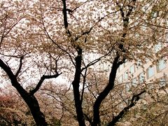 東京の桜ｃ  高輪エリア=静寂のさくら=追憶　☆邸宅跡の年輪を刻んで