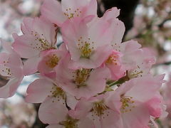 百花繚乱　神代植物園