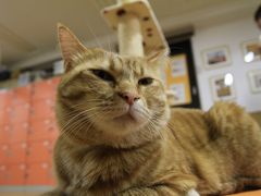 【猫カフェ巡り⑯】 猫と、くつろぎの時間を　「猫カフェねこ会議」